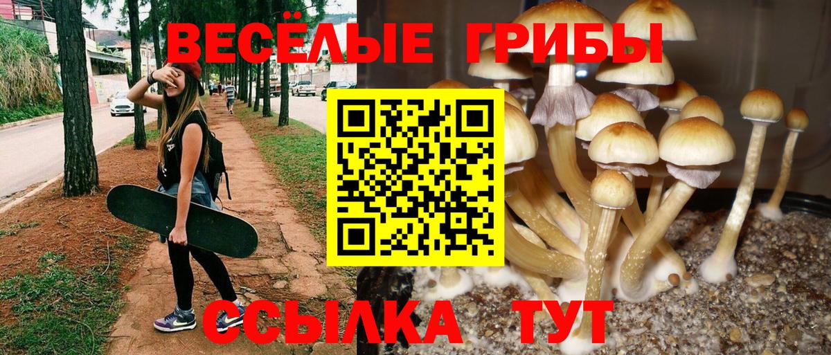 Псилоцибиновые грибы Psilocybe Северск